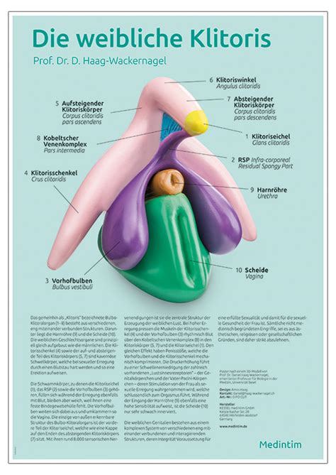 muschi kitzler|Klitoris (Kitzler): Anatomie, Funktion und Erregung